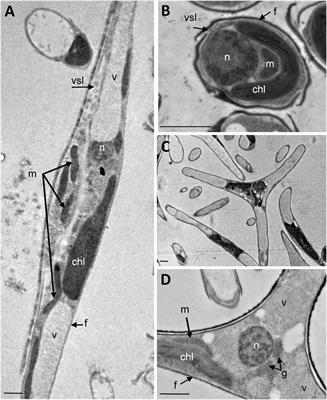 Comparative Structural and Functional Analyses of the Fusiform, Oval, and Triradiate Morphotypes of Phaeodactylum tricornutum Pt3 Strain